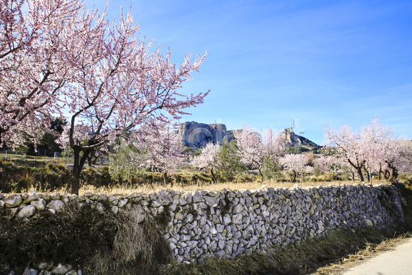 사람없음 JPG 포토 해외이미지 꽃나무 나무 봄 야외 주간 풍경(경치) 하늘