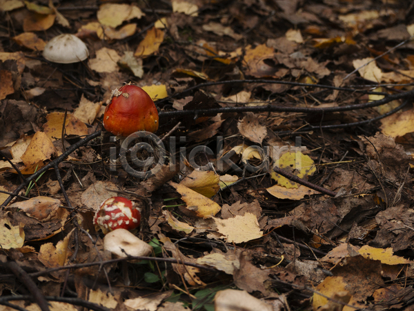 사람없음 JPG 포토 해외이미지 가을(계절) 나뭇가지 나뭇잎 낙엽 독버섯 땅 버섯 숲 야외 주간 풍경(경치)