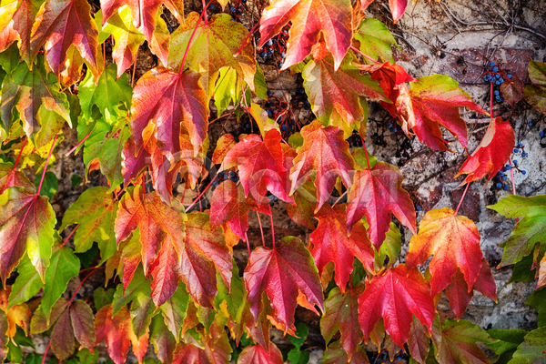 사람없음 JPG 근접촬영 포토 해외이미지 가을(계절) 공원 나무 나뭇잎 단풍 벽 야외 자연