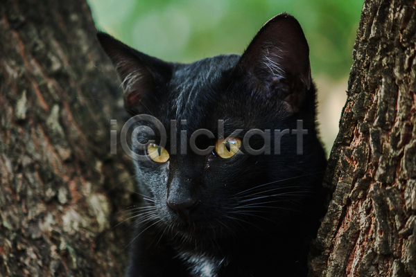 귀여움 사람없음 JPG 근접촬영 아웃포커스 포토 해외이미지 고양이 길고양이 나무 야외 응시 주간 한마리