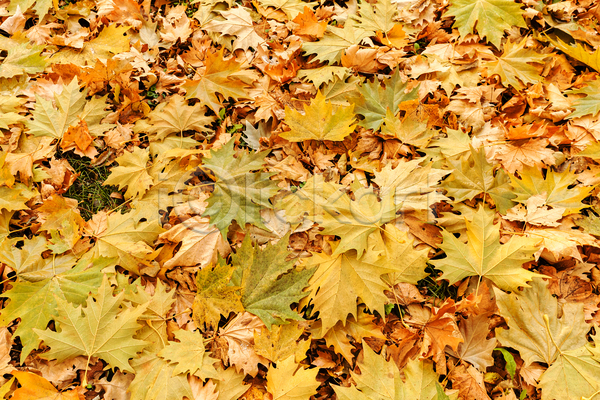 사람없음 JPG 포토 해외이미지 가득함 가을(계절) 낙엽 단풍 백그라운드