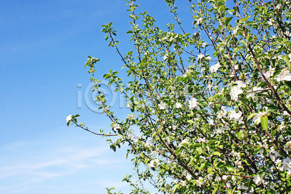 사람없음 JPG 포토 해외이미지 꽃나무 나무 봄 야외 자연 주간 풍경(경치) 하늘
