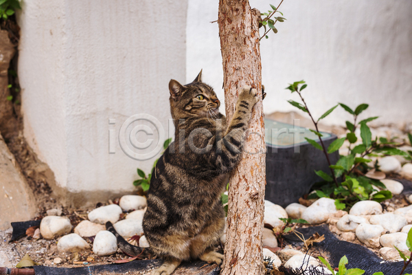 귀여움 사람없음 JPG 포토 해외이미지 고양이 긁기 길고양이 나무 스크래치 식물 야외 응시 잎 잡기 주간 한마리