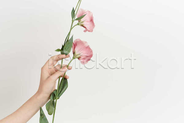 신체부위 JPG 포토 해외이미지 꽃 꽃다발 들기 분홍색 실내