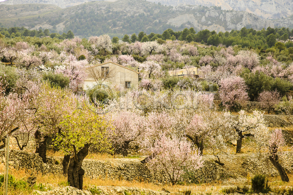 사람없음 JPG 포토 해외이미지 꽃나무 나무 봄 야외 언덕 자연 주간 주택 풍경(경치)
