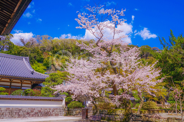 사람없음 JPG 포토 해외이미지 가마쿠라 벚꽃 벚나무 봄 봄꽃 야외 일본 주간 풍경(경치)