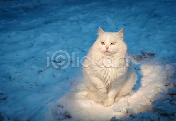귀여움 사람없음 JPG 포토 해외이미지 고양이 길고양이 눈(날씨) 설원 앉기 야외 응시 주간 한마리