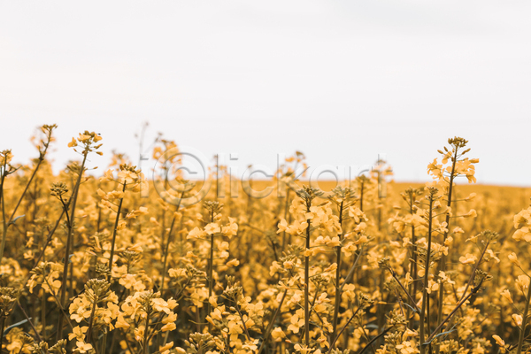 사람없음 JPG 포토 해외이미지 꽃밭 노란색 봄 야외 유채 유채밭 자연 주간 풍경(경치)