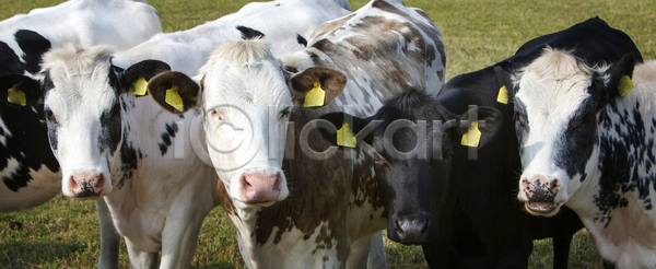 군중 사람없음 JPG 포토 해외이미지 가사 가축 건강 검은색 기르기 네덜란드 농사 농업 농장 동물 머리 목장 방법 밭일 산업 소 소고기 송아지 수유 시골 우유 유제품 육류 응시 입 점 제조 줄서기 포유류 해외포토 흰색