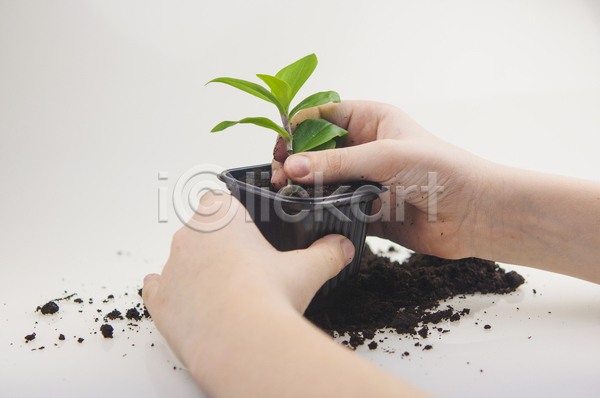 신체부위 JPG 포토 해외이미지 손 에코 잎 화초 흙