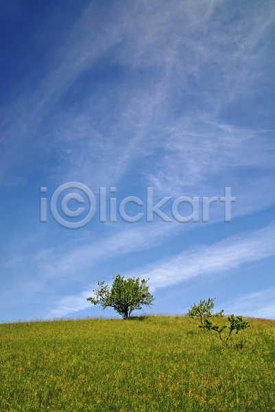사람없음 JPG 포토 해외이미지 구름(자연) 나무 야외 여름(계절) 주간 초원(자연) 풍경(경치) 하늘
