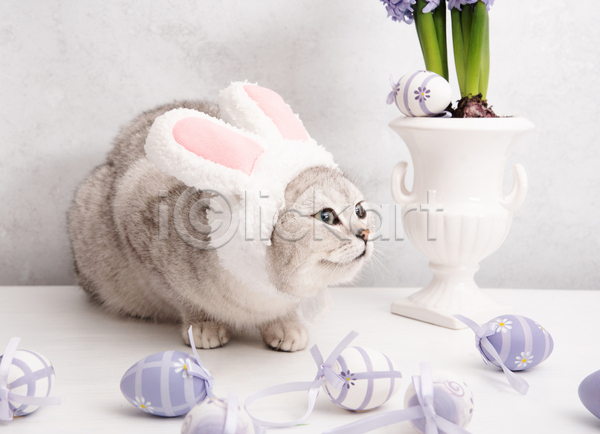 귀여움 사람없음 JPG 포토 해외이미지 고양이 부활절 부활절계란 실내 토끼머리띠 한마리 화분 회색배경