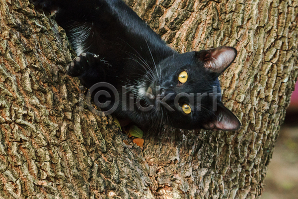 귀여움 사람없음 JPG 아웃포커스 포토 해외이미지 고양이 길고양이 나무 야외 응시 주간 한마리