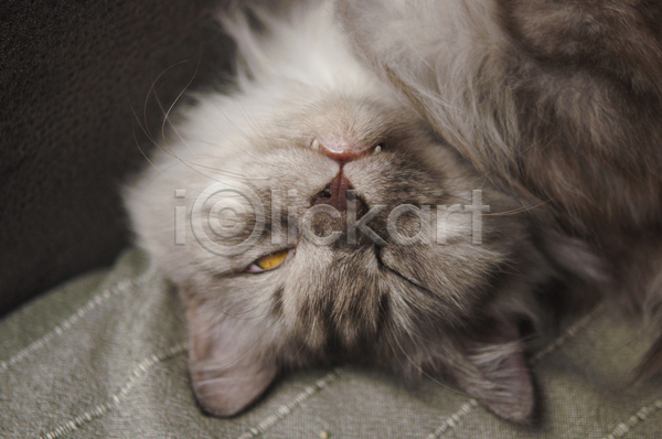 귀여움 사람없음 JPG 포토 해외이미지 검은배경 고양이 눕기 실내 잠 천(직물) 한마리