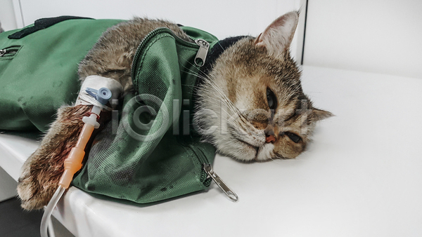 휴식 사람없음 JPG 포토 해외이미지 고양이 눕기 동물병원 링거 실내 한마리