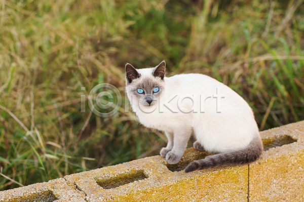 귀여움 사람없음 JPG 아웃포커스 포토 해외이미지 고양이 길고양이 벽돌 샴고양이 앉기 야외 주간 초원(자연) 한마리