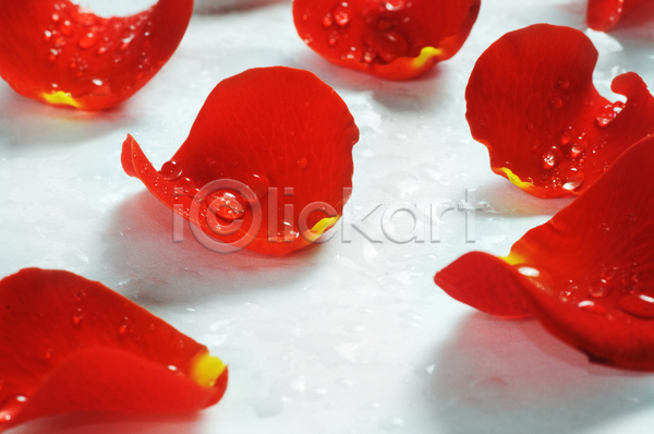 사람없음 JPG 근접촬영 포토 해외이미지 꽃 꽃잎 물방울 백그라운드 빨간색 스튜디오촬영 장미