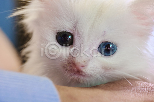 귀여움 신체부위 JPG 아웃포커스 포토 해외이미지 고양이 새끼 손 실내 안기 오드아이 한마리