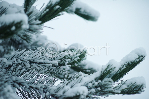 사람없음 JPG 근접촬영 포토 해외이미지 겨울 겨울풍경 나뭇가지 눈(날씨) 상고대 야외 주간 풍경(경치)