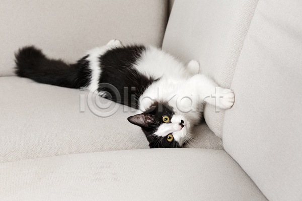 귀여움 사람없음 JPG 포토 해외이미지 고양이 눕기 소파 실내 응시 한마리