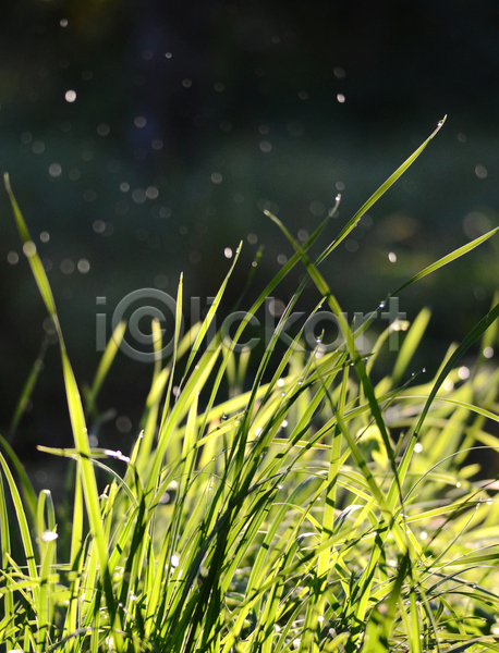 사람없음 JPG 아웃포커스 포토 해외이미지 물방울 빗방울 야외 잎 젖음 주간 풀(식물)