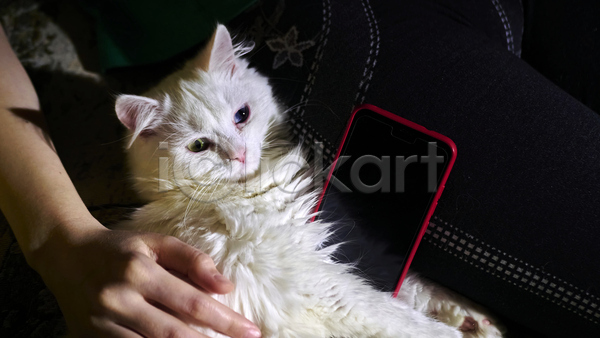 귀여움 신체부위 JPG 포토 해외이미지 고양이 그림자 만지기 반려묘 손 스마트폰 실내 한마리