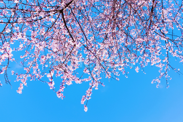 사람없음 JPG 포토 해외이미지 벚꽃 봄 봄꽃 야외 자연 주간 풍경(경치) 하늘