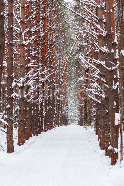 사람없음 JPG 포토 해외이미지 가로수 겨울 길 나무 눈(날씨) 숲 야외 자연 풍경(경치)