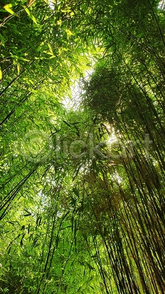 사람없음 JPG 포토 해외이미지 나무 숲속 야외 여름(계절) 울창 주간 풍경(경치) 햇빛
