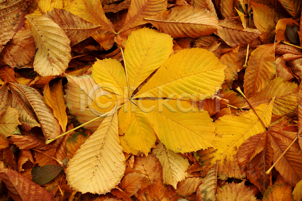 사람없음 JPG 포토 해외이미지 가을(계절) 갈색 나뭇잎 낙엽 백그라운드 자연