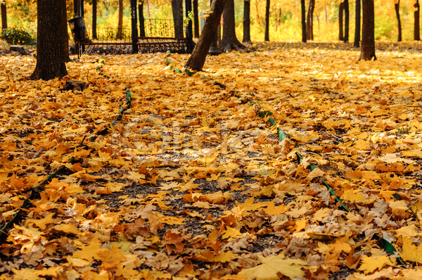 사람없음 JPG 포토 해외이미지 가을(계절) 공원 길 나무 낙엽 네덜란드 숲 야외 유럽 주간 풍경(경치)