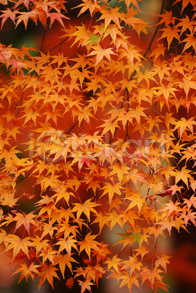사람없음 JPG 포토 해외이미지 가을(계절) 공원 단풍 백그라운드 야외 풍경(경치)