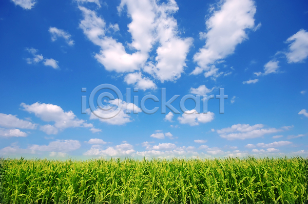 사람없음 JPG 포토 해외이미지 구름(자연) 맑음 야외 여름(계절) 여름풍경 옥수수밭 자연 주간 하늘