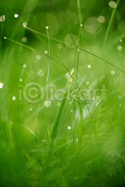 사람없음 JPG 소프트포커스 아웃포커스 포토 해외이미지 빗방울 빛망울 야외 젖음 주간 초원(자연) 풀(식물)