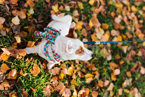 귀여움 산책 함께함 사람없음 JPG 아웃포커스 포토 해외이미지 가을(계절) 강아지 낙엽 목줄 반려견 반려동물 앉기 야외 잭러셀테리어 주간 한마리