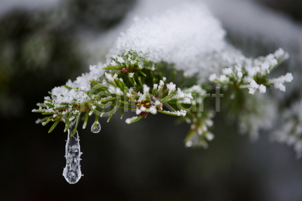 사람없음 JPG 아웃포커스 포토 해외이미지 겨울 겨울풍경 고드름 눈(날씨) 눈덮임 쌓인눈 야외 잎 주간