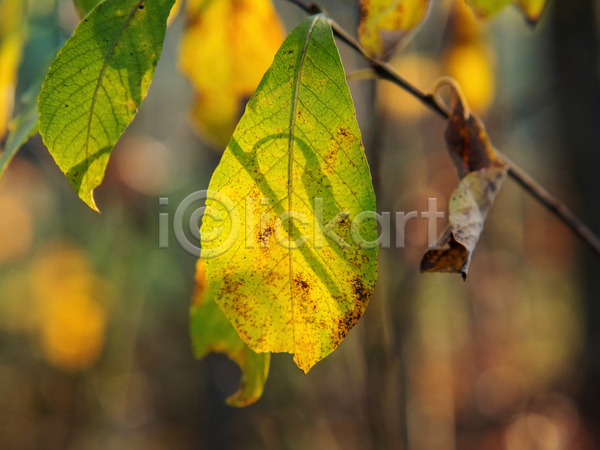 사람없음 JPG 근접촬영 아웃포커스 포토 해외이미지 가을(계절) 나뭇가지 나뭇잎 백그라운드 야외 잎 자연