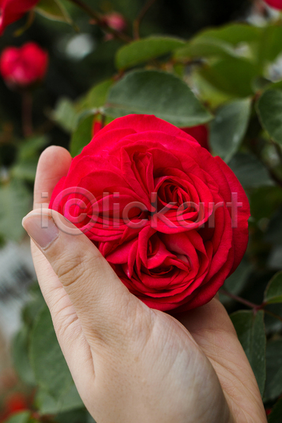 신체부위 JPG 근접촬영 포토 해외이미지 꽃 들기 빨간색 손 야외 자연 장미