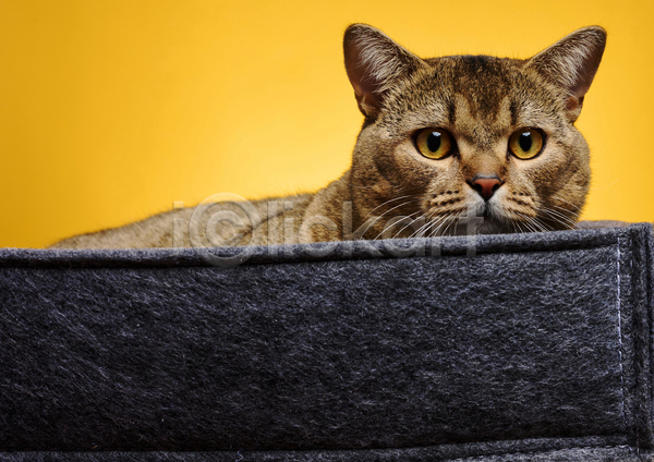 귀여움 사람없음 JPG 포토 해외이미지 고양이 노란배경 상자 실내 응시 한마리
