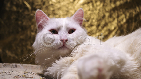 귀여움 사람없음 JPG 소프트포커스 아웃포커스 포토 해외이미지 고양이 눕기 실내 응시 터키시앙고라 한마리