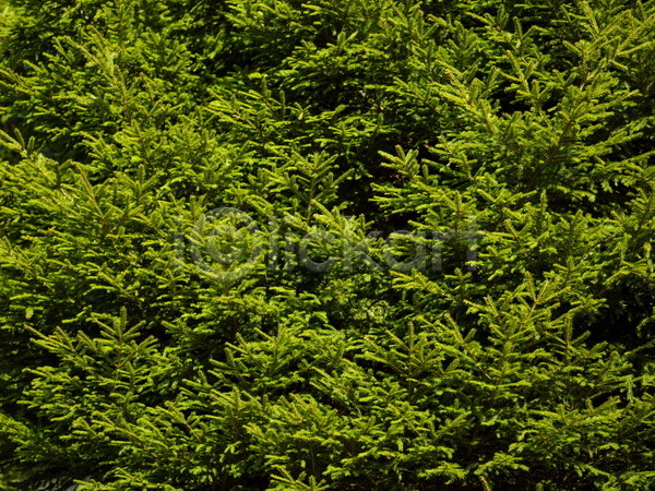 사람없음 JPG 포토 해외이미지 나뭇잎 백그라운드 자연 초록색 카피스페이스