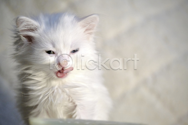 귀여움 사람없음 JPG 아웃포커스 포토 해외이미지 고양이 새끼 실내 한마리
