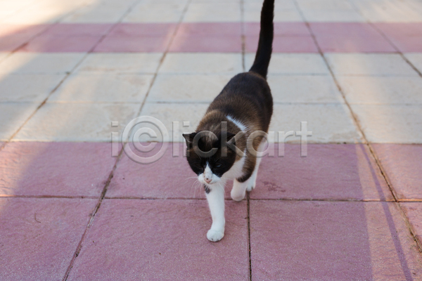 귀여움 사람없음 JPG 포토 해외이미지 걷기 고양이 길고양이 야외 주간 한마리