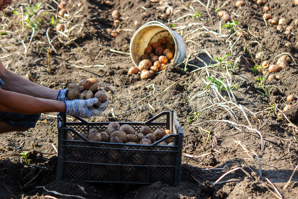 신체부위 JPG 포토 해외이미지 감자 감자밭 농작물 담기 들기 바구니 손 수확 야외 주간