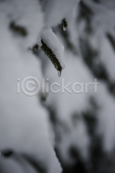 사람없음 JPG 근접촬영 소프트포커스 아웃포커스 포토 해외이미지 겨울 겨울풍경 고드름 눈(날씨) 눈덮임 야외 잎 주간