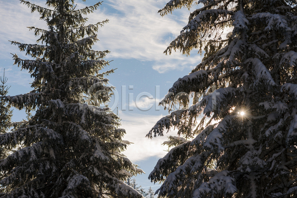 분위기 사람없음 JPG 포토 해외이미지 겨울 구름(자연) 나무 눈(날씨) 맑음 야외 일몰 전나무 주간 풍경(경치) 하늘