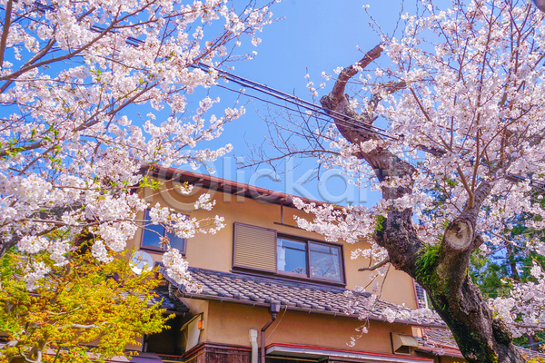 사람없음 JPG 포토 해외이미지 벚꽃 벚나무 봄 봄꽃 야외 일본 주간 주택 풍경(경치)