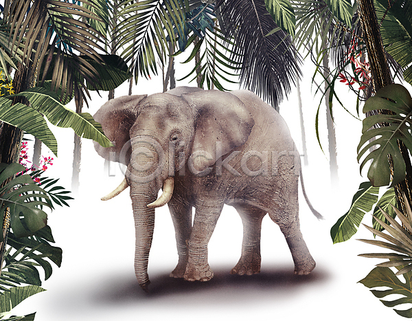 사람없음 PSD 일러스트 나무 서기 열대우림 열대잎 잎 초식동물 코끼리 풀(식물) 프레임 한마리