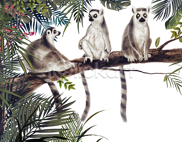 사람없음 PSD 일러스트 나무 나뭇가지 세마리 앉기 알락꼬리여우원숭이 열대우림 열대잎 올라탄 원숭이 유인원 잎 풀(식물) 프레임