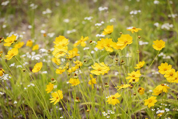 사람없음 JPG 아웃포커스 포토 금계국 꽃밭 야외 여름꽃 자연 주간 풍경(경치)